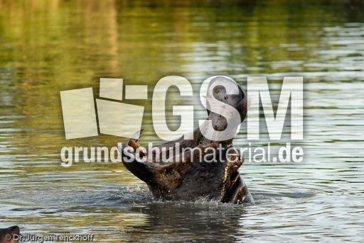 Flusspferd (26 von 104).jpg